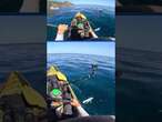 Kayaker stalked by Great White shark