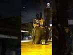 Rescuers use elephants to navigate flooded Thai streets - ABC News