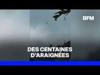 En Indonésie, une touriste est tombée sur une centaine d'araignées