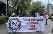 Activistas denuncian que titular de la PAOT no da seguimiento a denuncias por maltrato animal