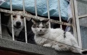 Avanza dictamen que reconoce a animales como seres sintientes en CDMX