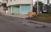 León deambula libremente por calles de Ocoyoacac; cuidador lo regresa a su domicilio (Video)