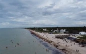 Sargazo alcanzará niveles sin precedentes en playas mexicanas este año: advierte la UNAM