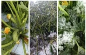 Dejan sin apoyos oficiales a muchos afectados por granizadas en Morelos
