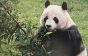Xin Xin, la última panda gigante en Latinoamérica, vive en el Zoológico de Chapultepec en CDMX