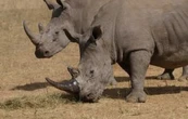 Los cazadores furtivos han matado más de 100 rinocerontes en Sudáfrica en los primeros meses de 2025