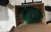 Cae en Chiapas presunto traficante de monos y guacamayas