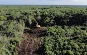 La Sedena busca tirar 259 hectáreas más de selva para hacer rentable el Tren Maya