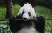 “Si se va ella, yo también”: cuidador de la osa panda Xin Xin en el zoológico de Chapultepec