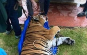 Incautan dos leones y dos tigres a contratista favorito de Omar Fayad