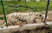 Hallan muerto al tigre de Bengala que escapó del Parque Animalia de Xicotepec