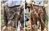 Han localizado 197 bolsas de plástico con restos humanos en la fosa Las Agujas, en Zapopan