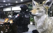 Autos de lujo y animales exóticos: las imágenes del megaoperativo (Fotogalería y video)