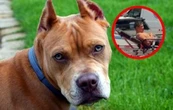 Hombre es atacado por sus perros pitbull; vecinos denuncian criadero y peleas clandestinas