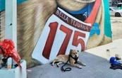 Fiscalía de BC hará una necropsia al perrito “Chicles” para determinar la causa de su muerte