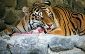 Zoológico pide donar mascotas pequeñas como alimento para depredadores
