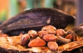 Día Mundial del Cacao: beneficios médicos y riesgos por metales en el chocolate oscuro