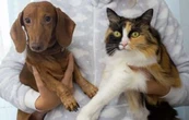 Pensión y visitas para mascotas: La nueva realidad de los divorcios en CDMX