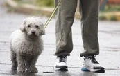 Aprueban en CDMX custodia compartida de animales de compañía en casos de divorcio