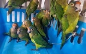 Profepa rescata 40 aves en peligro de extinción en Jalisco; hay dos detenidos