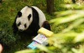 La panda gigante Xin Xin está “en la etapa final de su vida”: Sedema