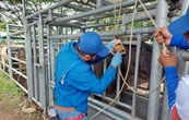 Embarque de ganado nicaragüense a planta de SuKarne preocupa a ganaderos por gusano barrenador