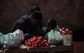 Consumidores mexicanos pagarán el precio del arancel al jitomate impuesto por EU: ANPEC