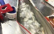Incautan en Alemania más de mil tarántulas que venían escondidas en cajas de chocolate