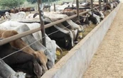 Exportaciones ganaderas frenadas por gusano barrenador dejan pérdidas por 700 mdd: Comecarne