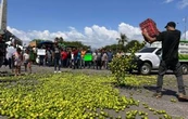 Desde 2021 Sedena sabe quiénes extorsionan a los limoneros y sus ligas con el gobierno de Michoacán