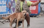 Muere envenenado “Chicles”, el perrito ganador de maratones en Tijuana