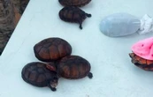 Rescatan en Aeropuerto de Tijuana a 774 tortugas que iban a ser traficadas
