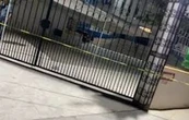 Abandonan a feto en caja de cartón dentro de una iglesia en Chiapas