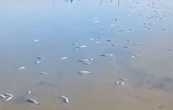 La Laguna Madre, un santuario en riesgo por mortandad masiva de especies