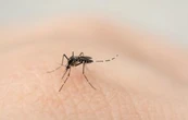 Cruz Roja lanza campaña contra el dengue