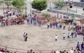 Torturan a dos gatos en fiestas patronales de Xichú, Guanajuato (Video)