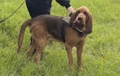 Perro policía tras comer comida con clavos