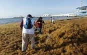 Se reactiva el arribo de sargazo a los destinos turísticos de Quintana Roo