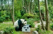 Cumpleaños 35 de Xin Xin, única panda gigante de Latinoamérica, se festejará en Chapultepec