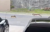 Captan a puma cazando a un gato en fraccionamiento de Monterrey (Videos)
