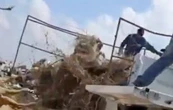 Funcionarios de “Bienestar animal” son captados arrojando cadáveres de perros y gatos (Video)