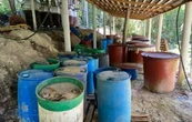 Hallan segundo narcolaboratorio en Palenque, Chiapas en menos de un mes