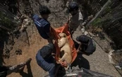 Tigres, jaguares o elefantes también huyen de la violencia de los cárteles