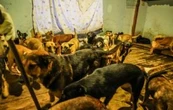 Rescatan a 300 perros hacinados en albergue de Ensenada, Baja California