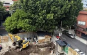 Vecinos exigen a inmobiliaria que no sea talado "Laureano", un árbol de 100 años en la Benito Juárez