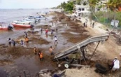 Sargazo llega al Caribe mexicano en cifras nunca antes vistas