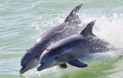 Diputados aprueban la reforma que prohíbe el uso de animales marinos en espectáculos