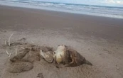 Confirman brote de influenza aviar H5 en Playa Bagdad, Matamoros; suman 400 aves muertas