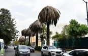 Anuncian plan para retirar palmeras “enfermas” en la CDMX