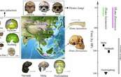 Posible nueva especie humana revelada en Asia